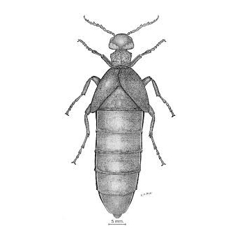 PEREZ ARCAS - ESPECIES NUEVAS O CRITICAS DE LA FAUNA ESPAÑOLA PEREZ ARCAS - ESPECIES NUEVAS O CRITICAS DE LA FAUNA ESPAÑOLA