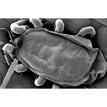 RADOVSKY - REVISION OF GENERA OF THE PARASITIC MITE FAMILY MACRONYSSIDAE (MESOSTIGMATA: DERMANYSSIDAE) OF THE WORLD RADOVSKY - REVISION OF GENERA OF THE PARASITIC MITE FAMILY MACRONYSSIDAE (MESOSTIGMATA: DERMANYSSIDAE) OF THE WORLD